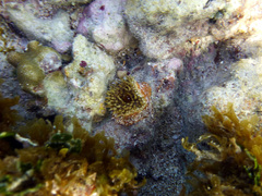 Bunodosoma granuliferum