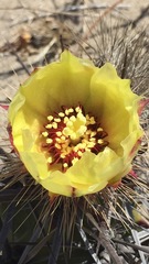 Corynopuntia invicta