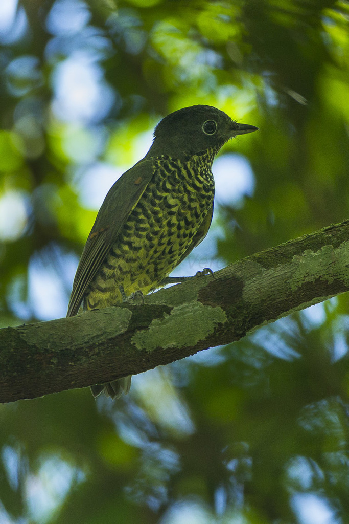 Brazilian Laniisoma (Laniisoma elegans) photo