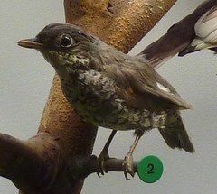 Brazilian Laniisoma photo 3