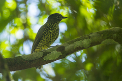 Brazilian Laniisoma photo 4