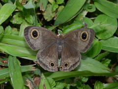 Ypthima pandocus