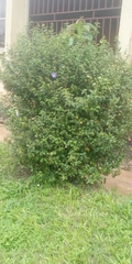 Magnoliopsida