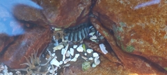 Rhyssoplax polita
