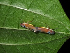 Sochinsogonia capcoi