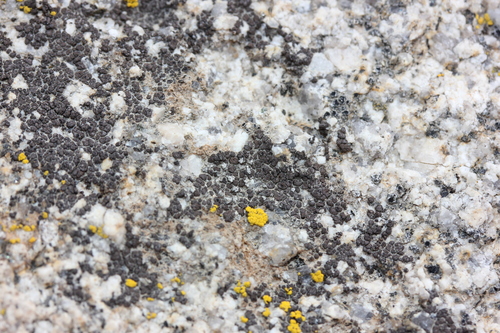 Heteroplacidium acarosporoides image