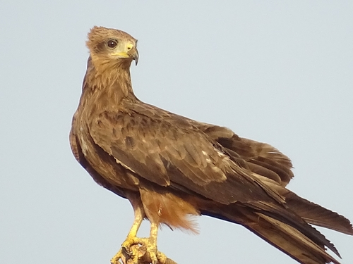 Black Kite