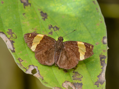 Celaenorrhinus cameroni