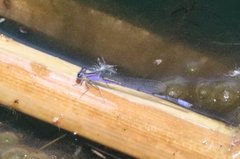 Enallagma semicirculare