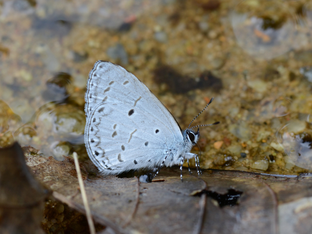 Udara placidula irenae