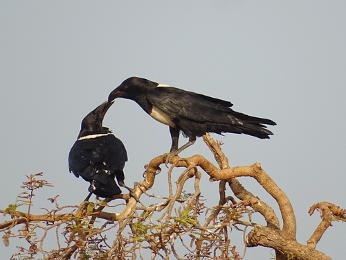 Pied Crow
