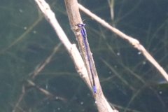 Enallagma semicirculare