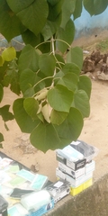 Magnoliopsida