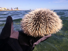 Tripneustes ventricosus