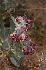Asclepias californica californica