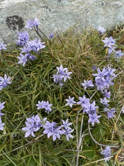 Scilla verna