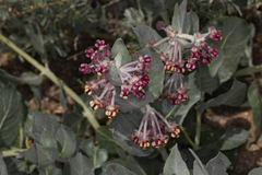 Asclepias californica californica