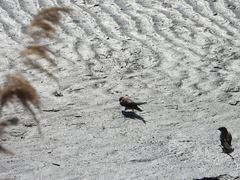 Ptyonoprogne rupestris