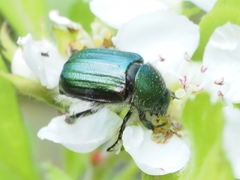 Anomala octiescostata