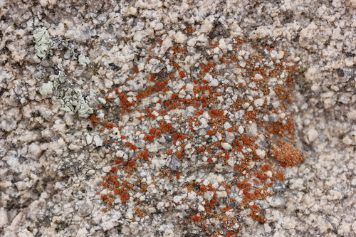 Caloplaca arenaria image