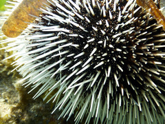 Tripneustes ventricosus