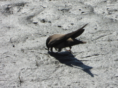 Ptyonoprogne rupestris