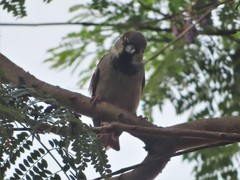 Passer domesticus