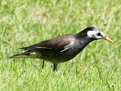 Spodiopsar cineraceus