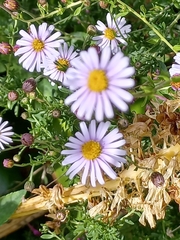 Felicia erigeroides