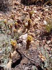 Castilleja cinerea