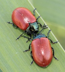 Chrysomela saliceti