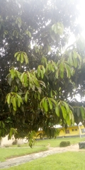 Magnoliopsida