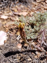 Castilleja cinerea