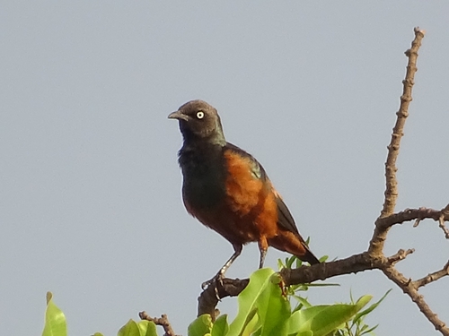 Chestnut-bellied Starling