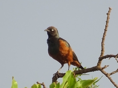 Lamprotornis pulcher