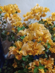Bougainvillea