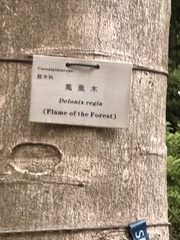 Delonix regia flavida