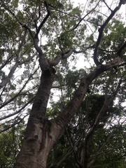 Delonix regia flavida