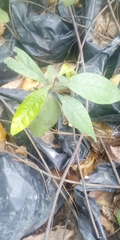 Magnoliopsida