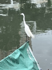 Ardea alba