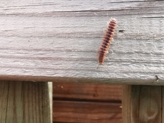 Polydesmus denticulatus