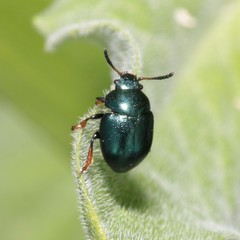 Colaphellus sophiae