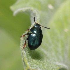 Colaphellus sophiae