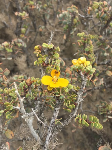 Senna purpusii, photograph 4