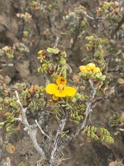 Senna purpusii