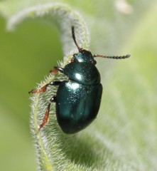 Colaphellus sophiae