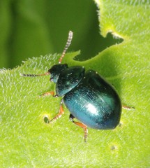Colaphellus sophiae