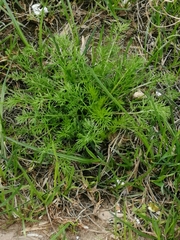 Tripleurospermum inodorum