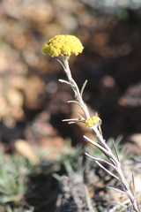 Helichrysum nanum