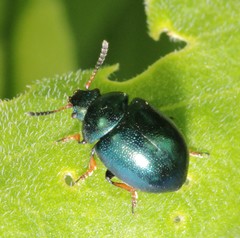 Colaphellus sophiae